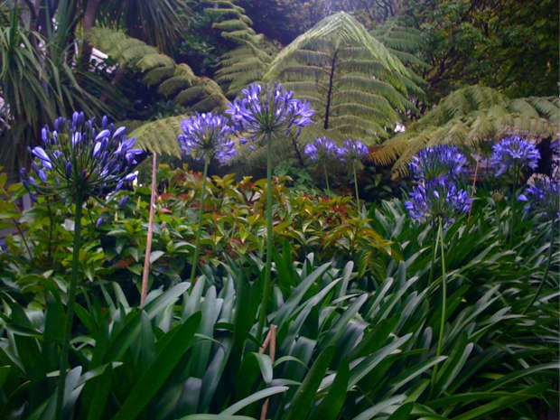 agapanthus and ferns