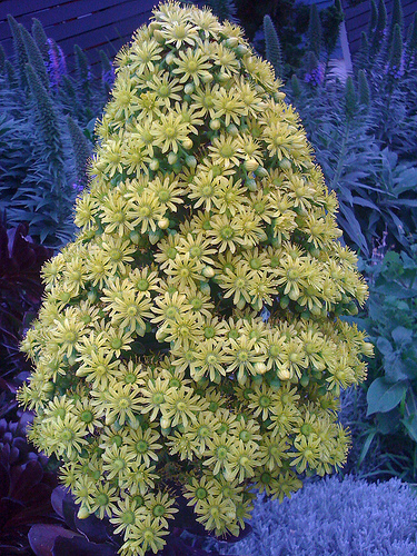 Aeonium schwarzkopf flower