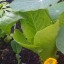 cos or romaine lettuce, spinach, kale marigold and nasturtium