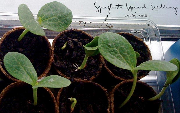 spaghetti squash seedlings 29.01.10