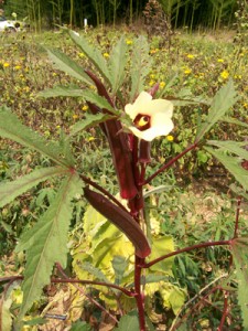Flowering Burgundy Okra from Southern Exposure Seed Exchange