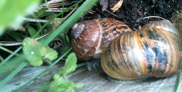 spooning snails in the strawberry bed