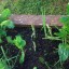 Spinach in the garden 7 Apr 2012