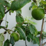 Green apples on the espaliered apple